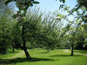 South Coombe Orchard 2