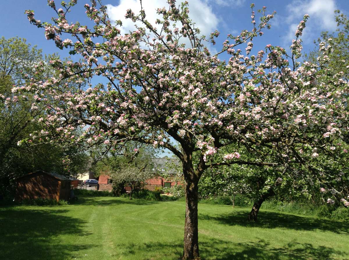 Tree in bloom